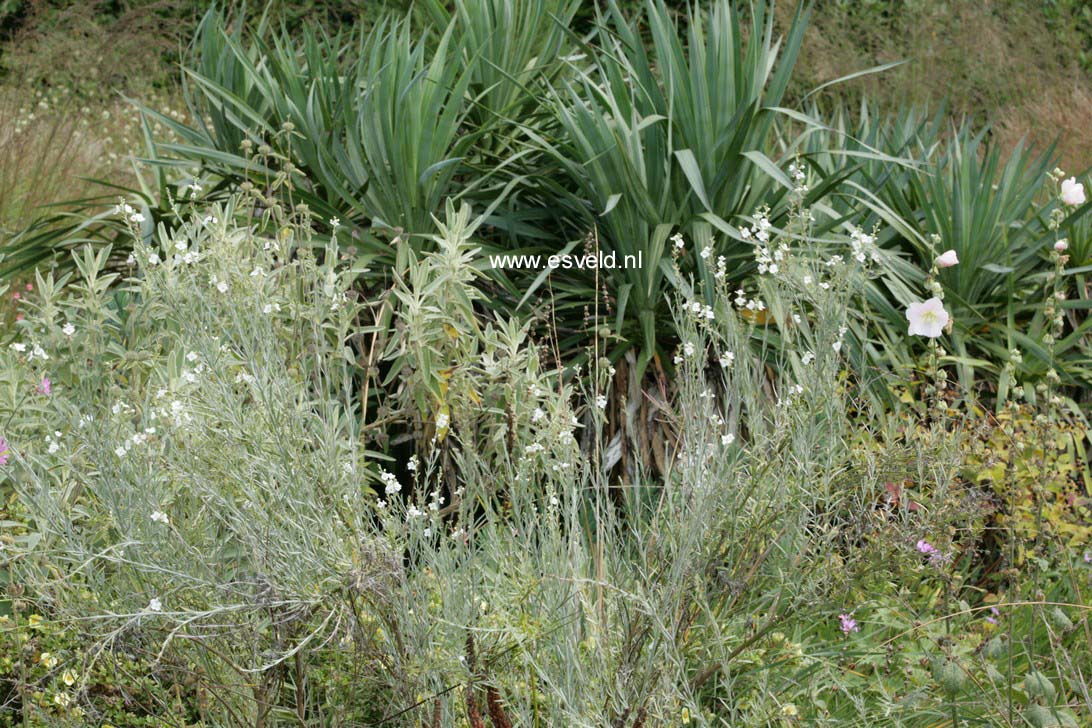 Gomphostigma virgatum