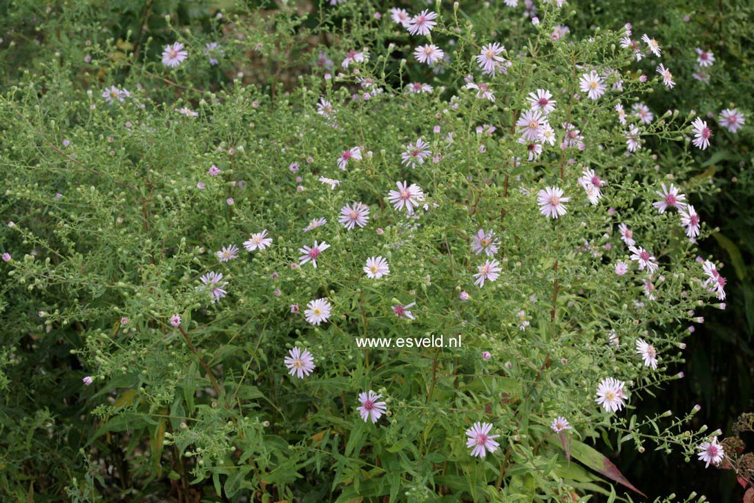 Aster laterifolius 'Coombe Fishacre'