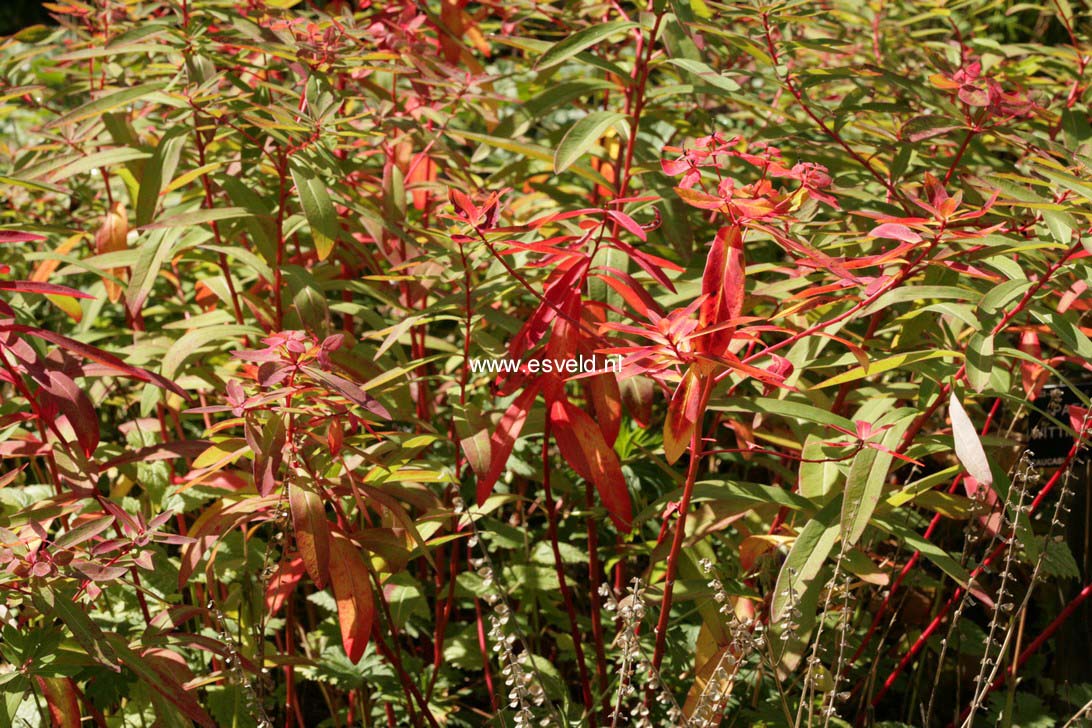 Euphorbia griffithii 'Dixter'