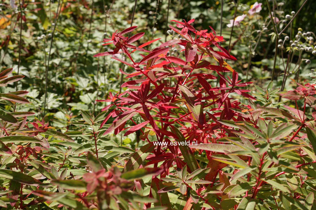 Euphorbia griffithii 'Dixter'