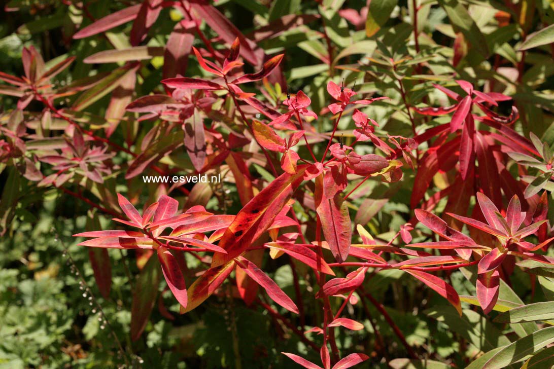 Euphorbia griffithii 'Dixter'