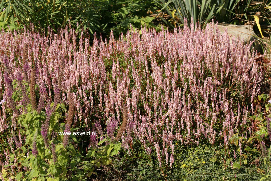 Persicaria vaccinifolia