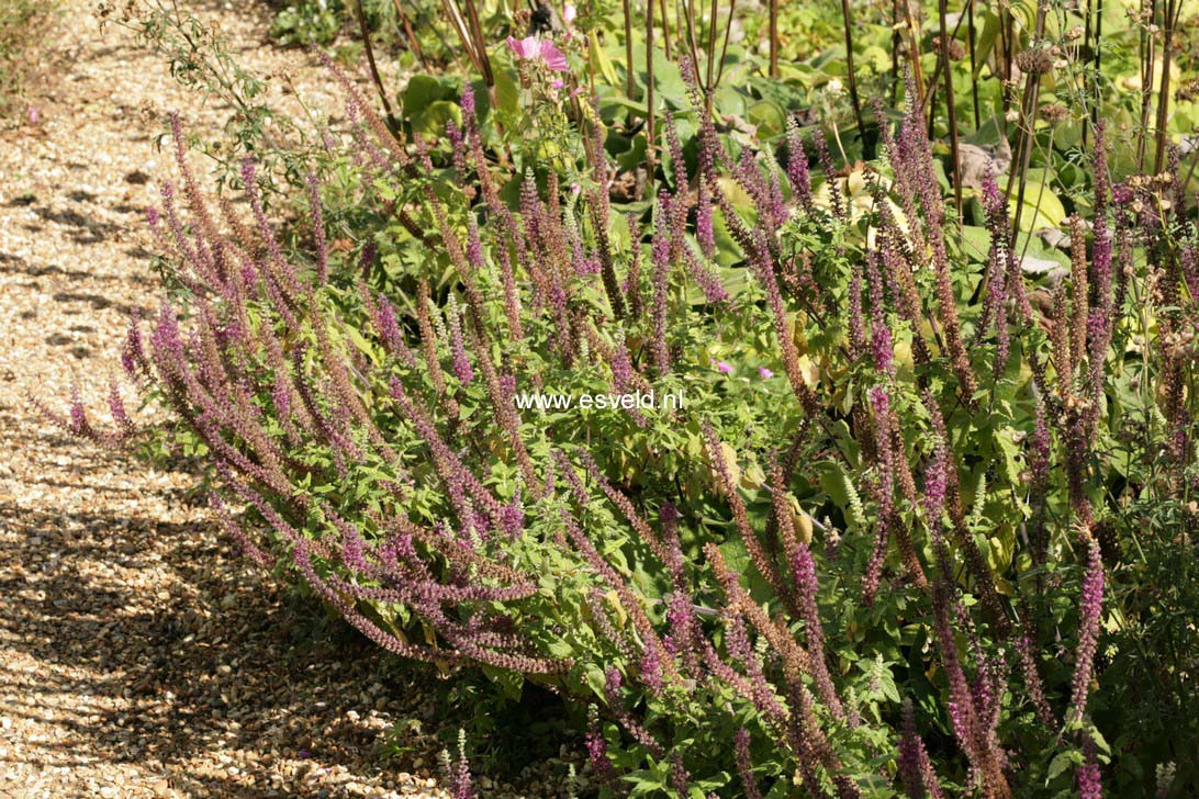 Teucrium hyrcanicum