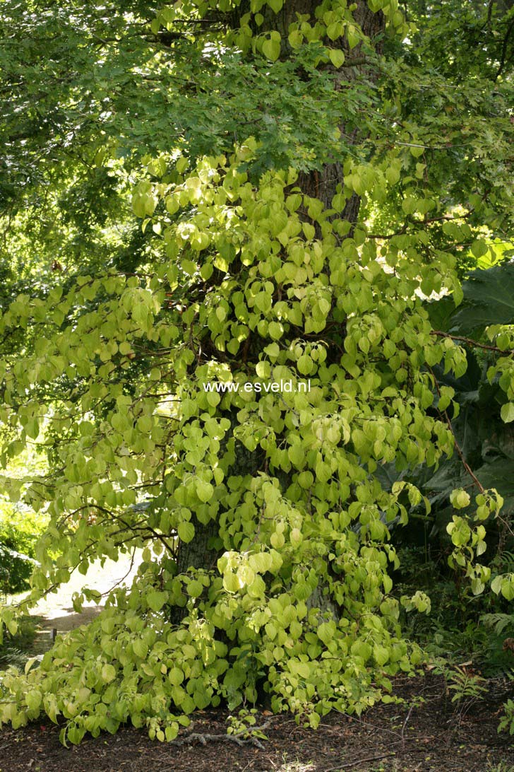 Hydrangea anomala petiolaris