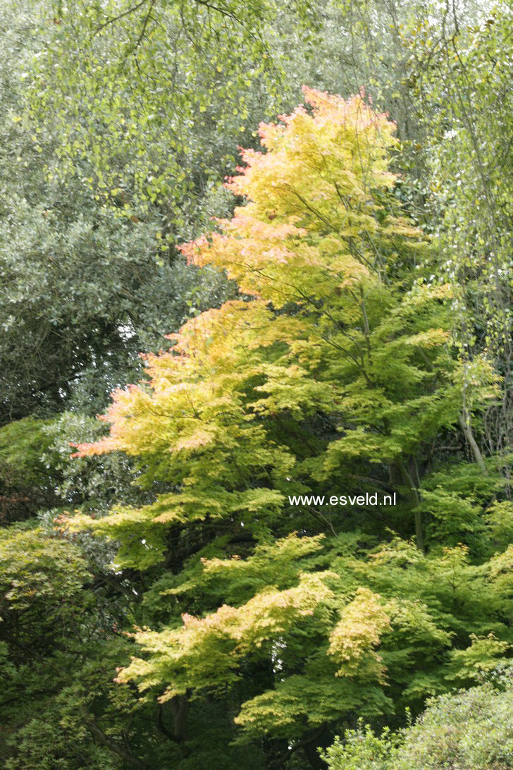 Acer palmatum 'Sango kaku'