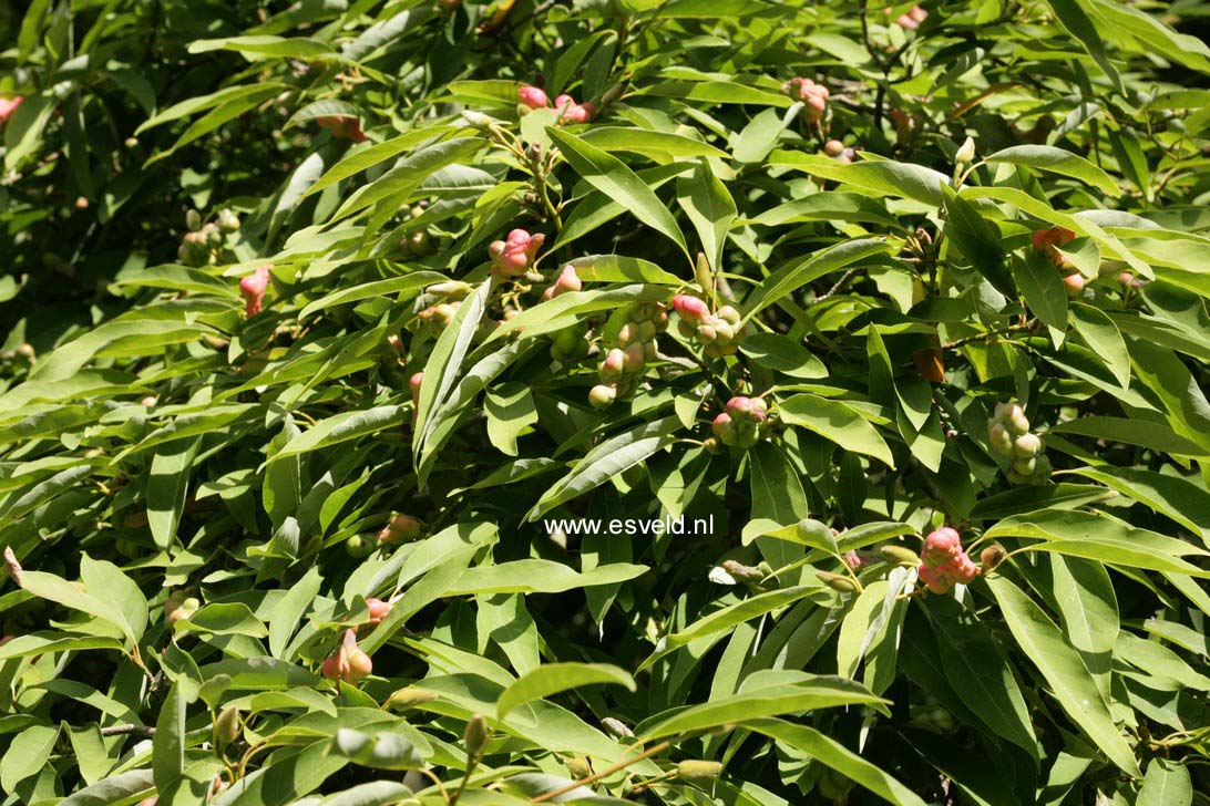 Magnolia salicifolia