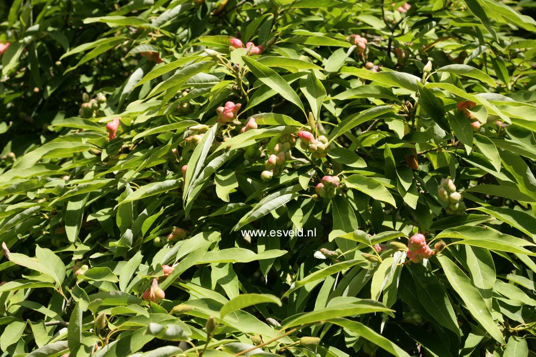 Magnolia salicifolia