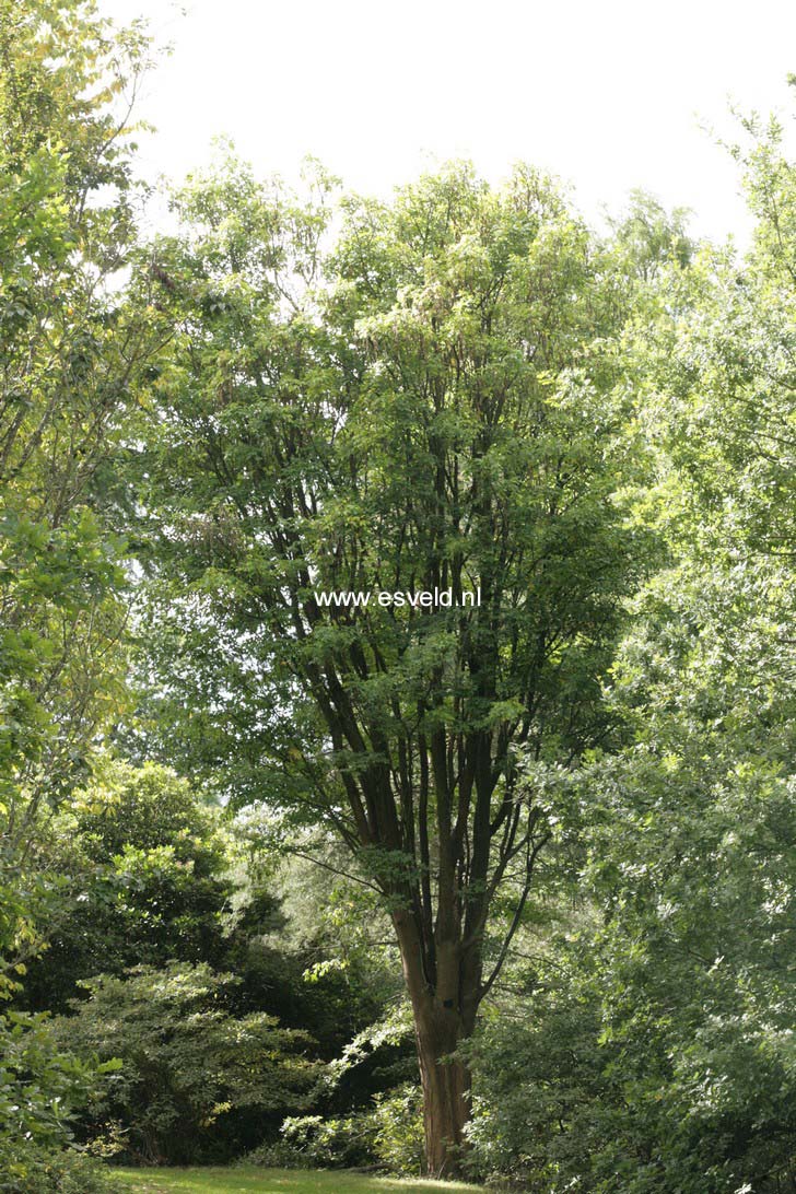 Laburnum watereri 'Vossii'