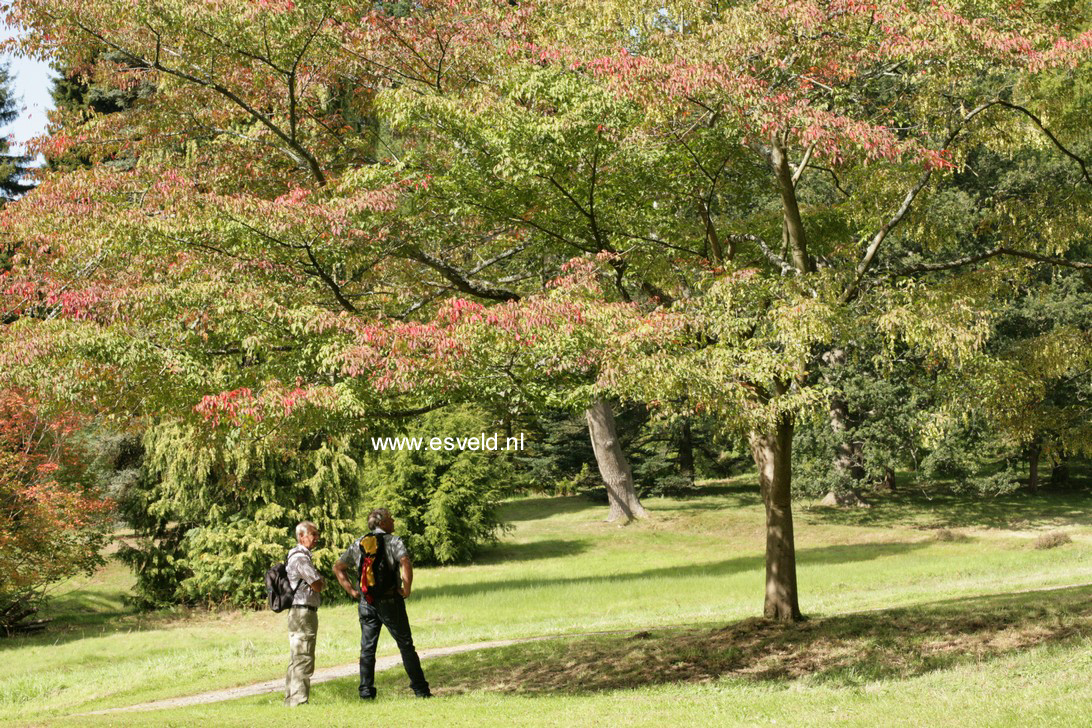 Acer cissifolium