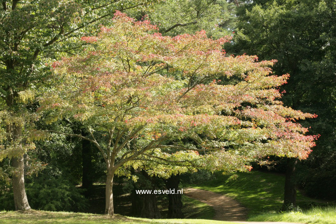 Acer cissifolium