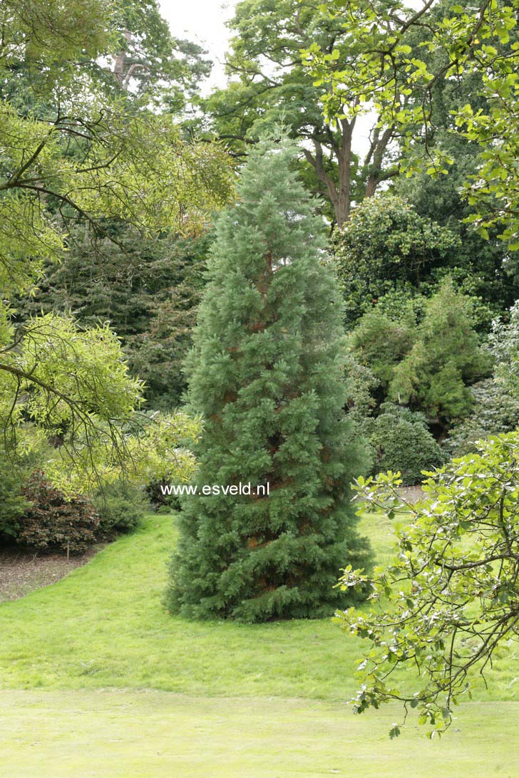 Sequoiadendron giganteum 'Glaucum'