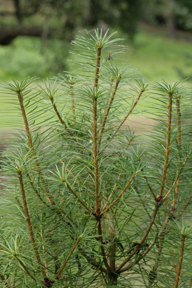 Cathaya argyrophylla