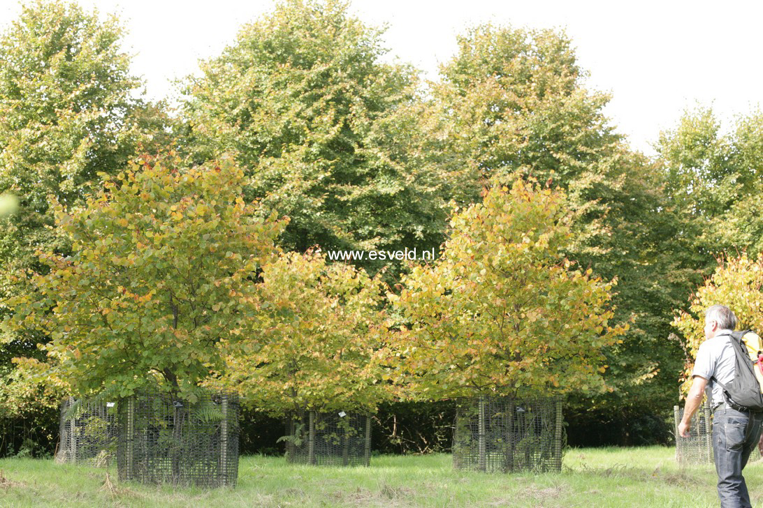 Tilia cordata 'Winter Orange'