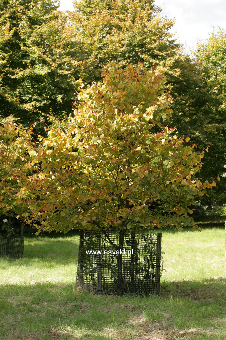 Tilia cordata 'Winter Orange'