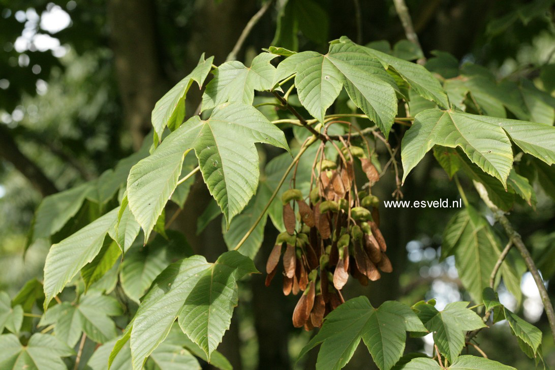 Acer sterculiaceum