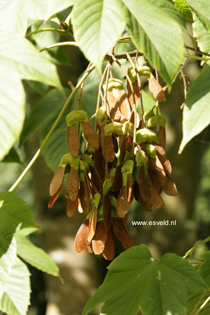 Acer sterculiaceum