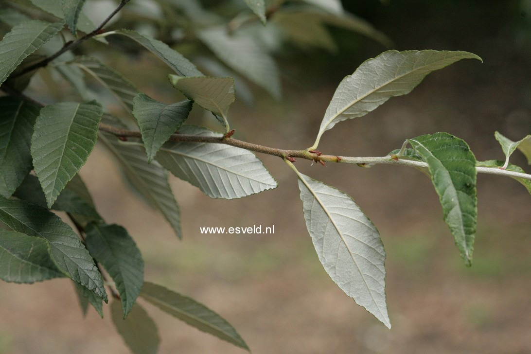 Sorbus folgneri 'Emiel'