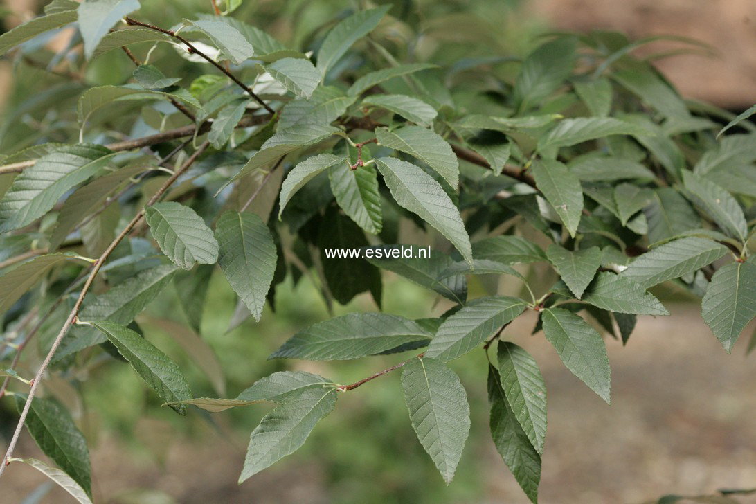 Sorbus folgneri 'Emiel'