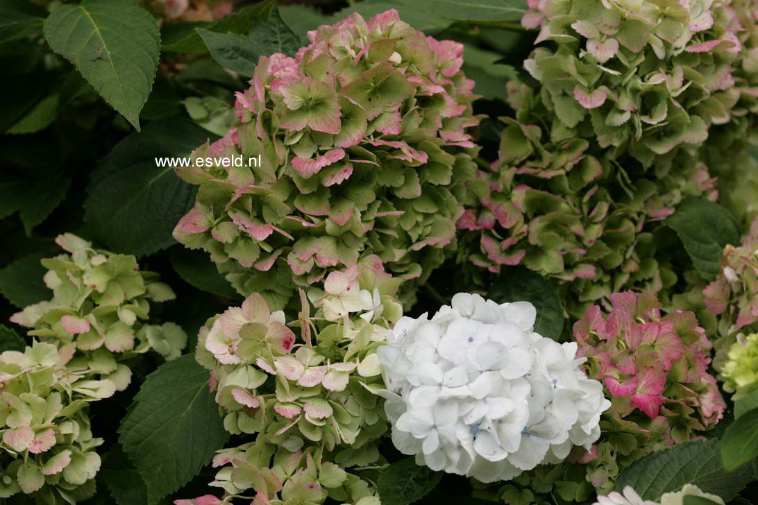 Hydrangea macrophylla 'Mme. E. Mouillere'