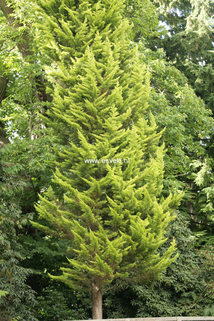 Cupressus macrocarpa 'Goldcrest'