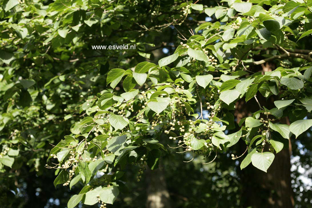 Styrax hemsleyanus