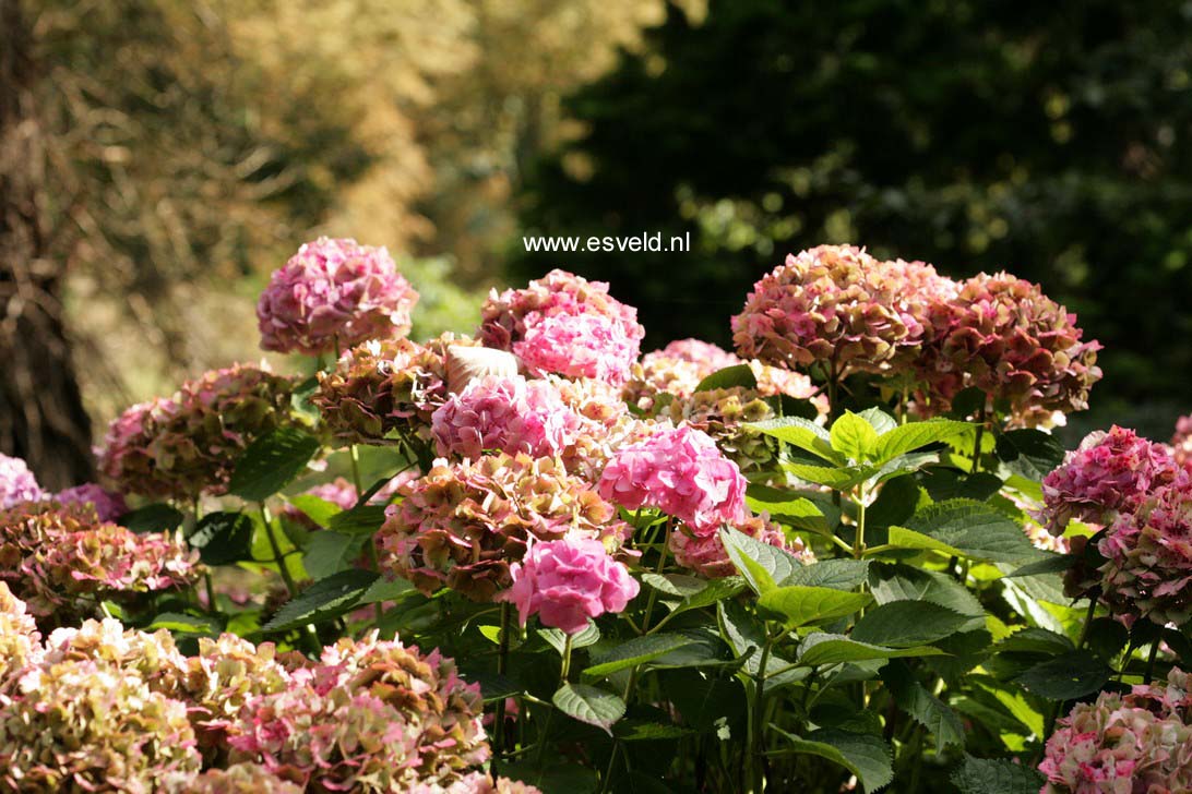 Hydrangea macrophylla