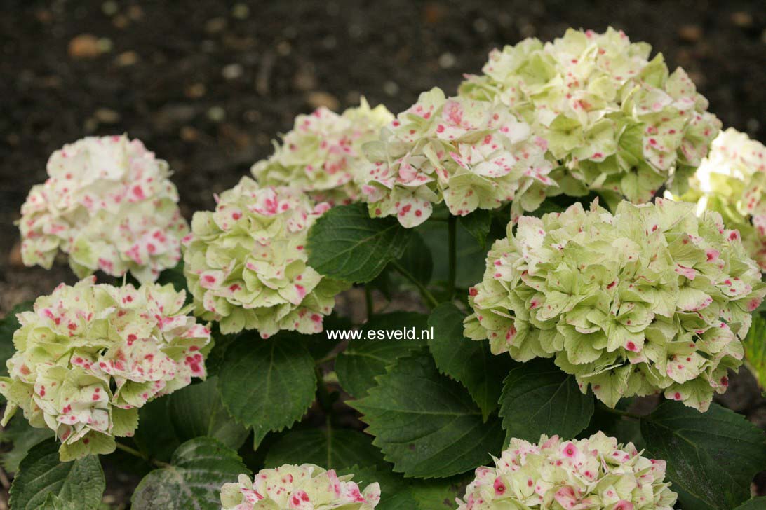 Hydrangea macrophylla 'Hortmawin' (MAGICAL WINGS)