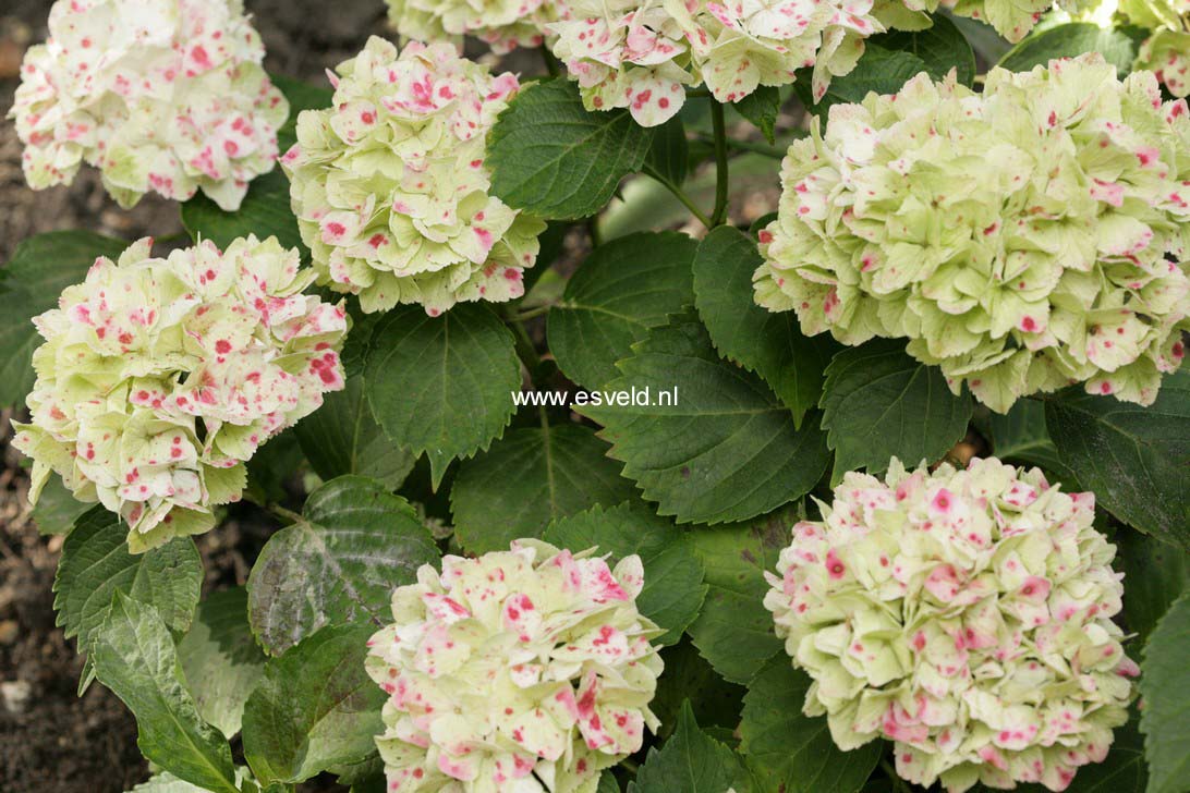 Hydrangea macrophylla 'Hortmawin' (MAGICAL WINGS)