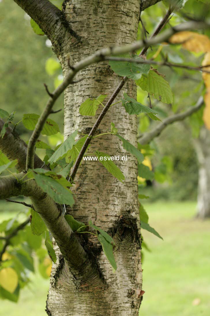 Betula maximowicziana