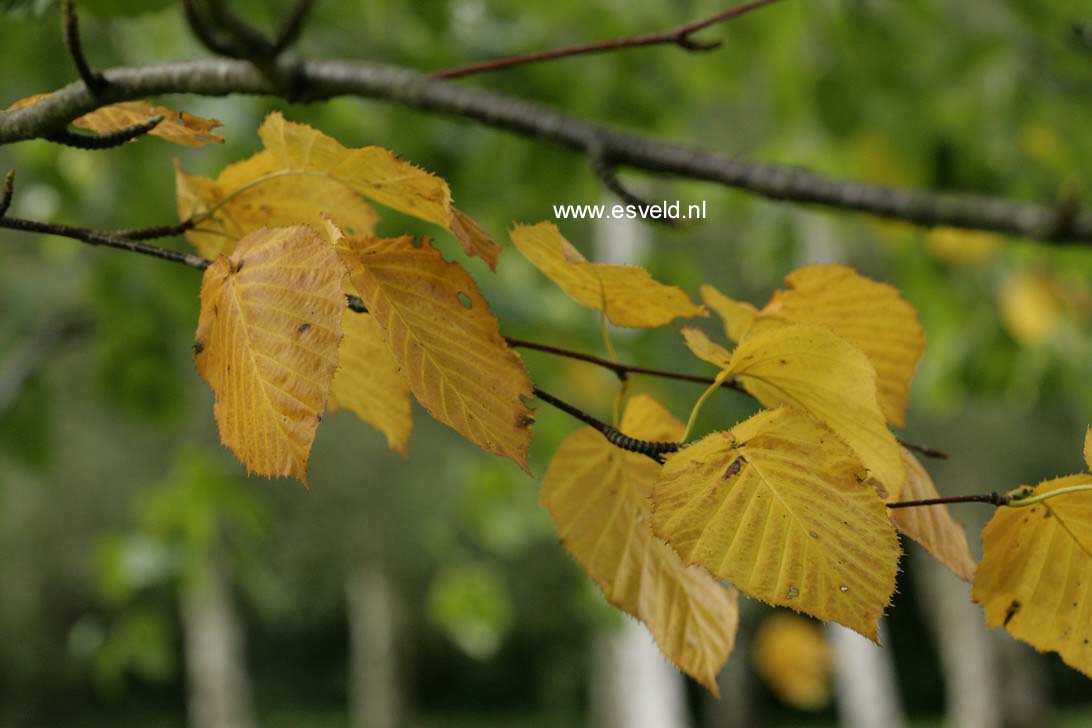 Betula maximowicziana