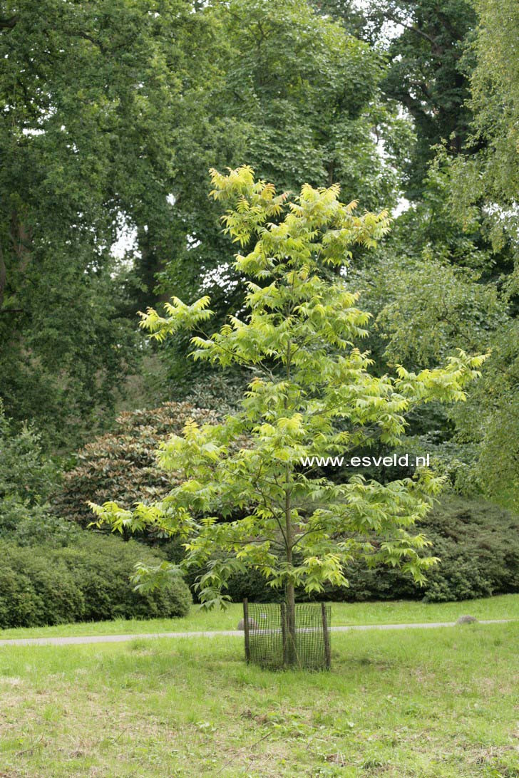 Carya illinoinensis