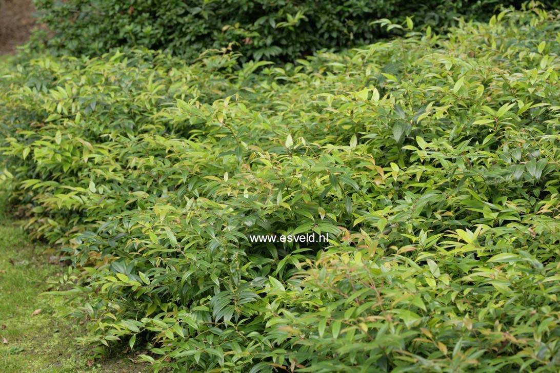 Leucothoe fontanesiana 'Rollissonii'