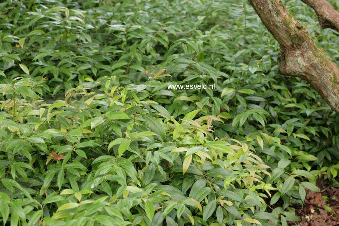 Leucothoe fontanesiana 'Rollissonii'