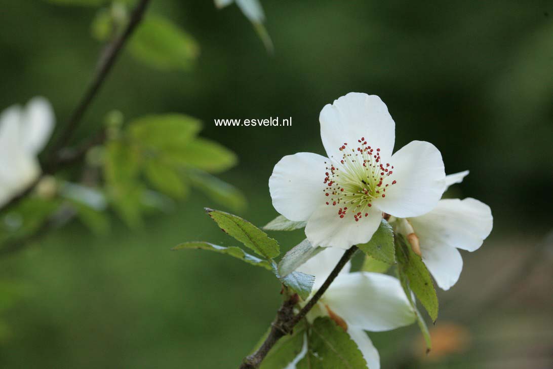 Eucryphia glutinosa