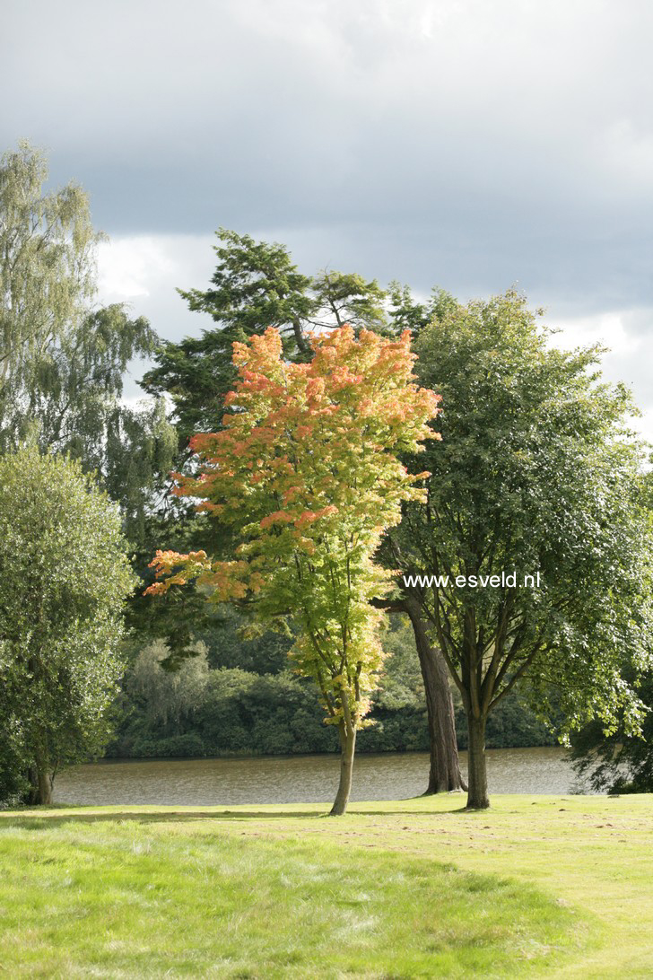 Acer palmatum 'Eddisbury'