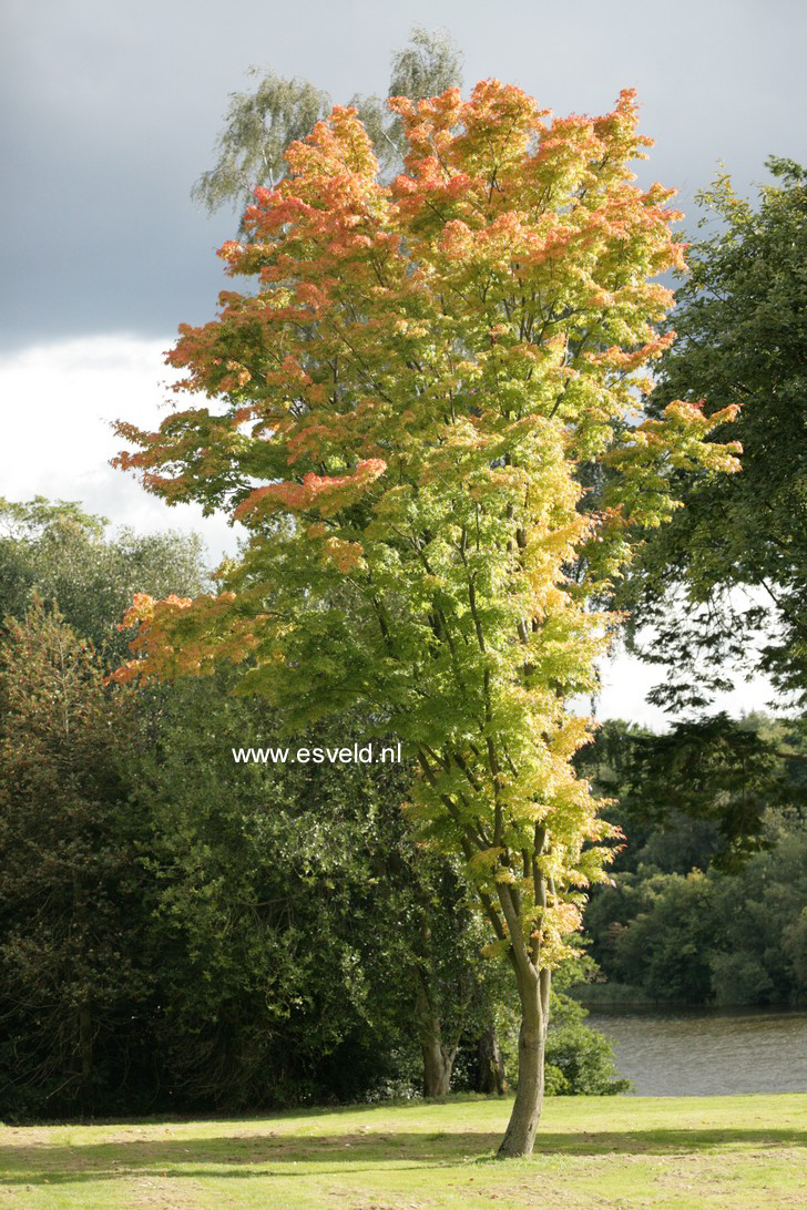 Acer palmatum 'Eddisbury'