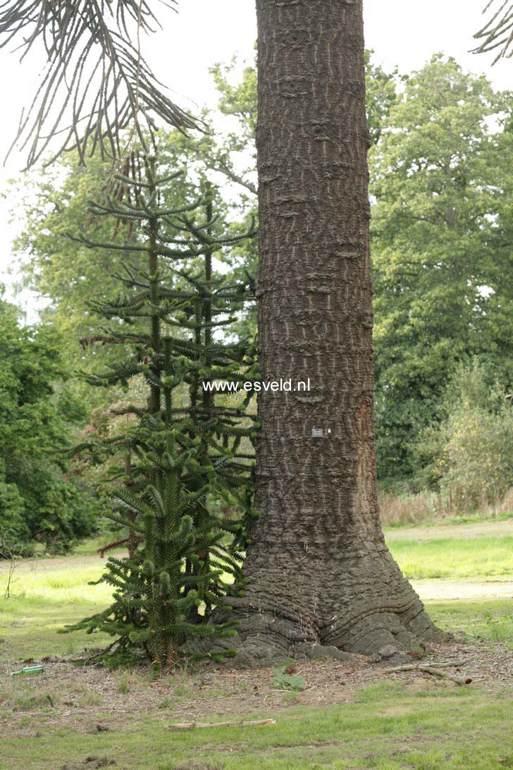 Araucaria araucana