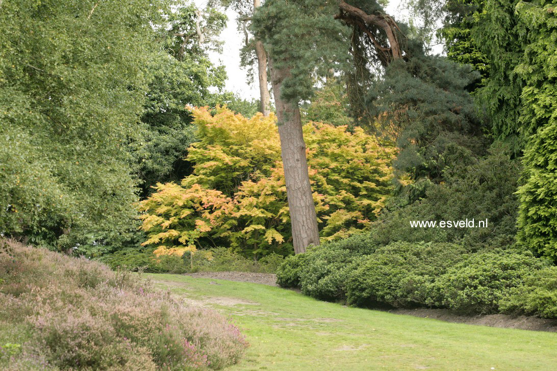 Acer palmatum 'Sango kaku'