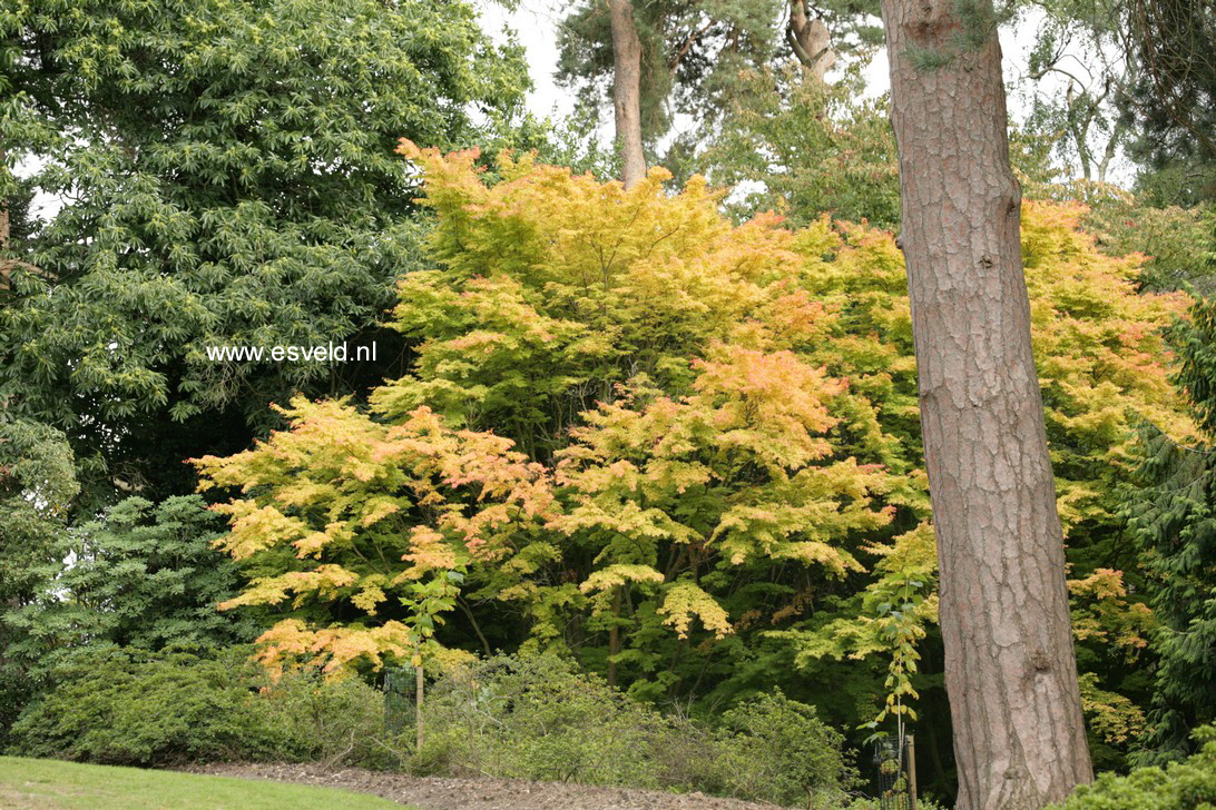 Acer palmatum 'Sango kaku'