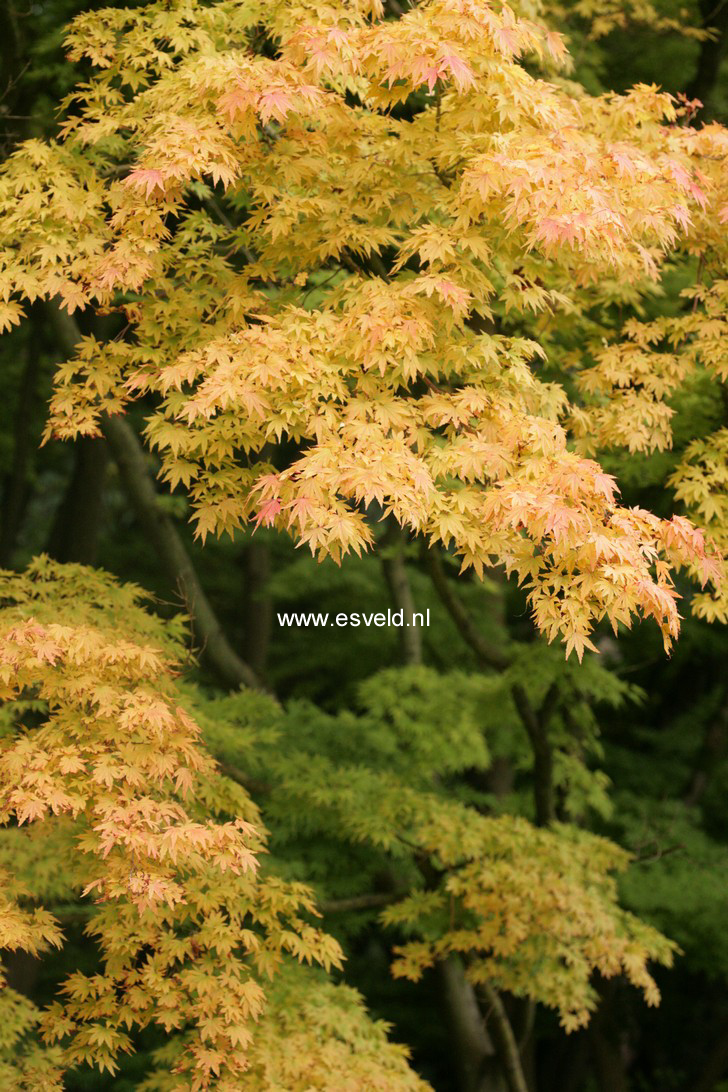 Acer palmatum 'Sango kaku'