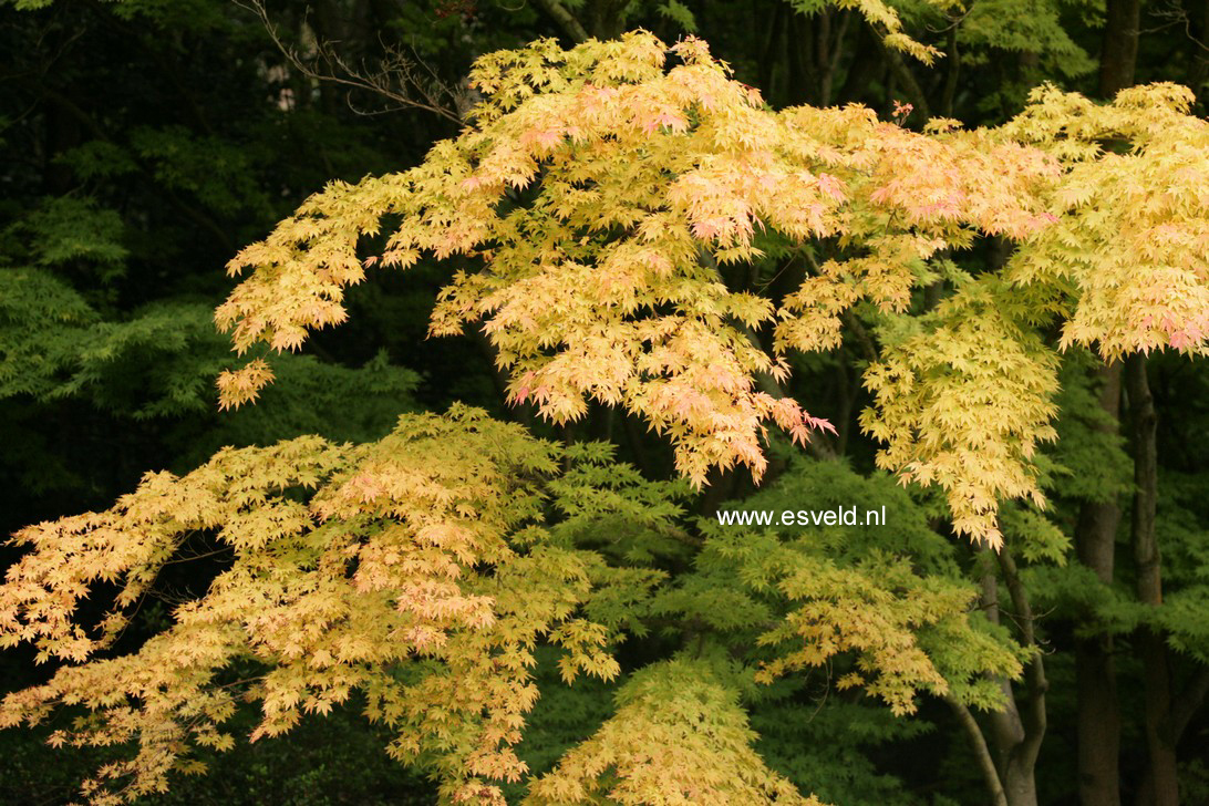 Acer palmatum 'Sango kaku'