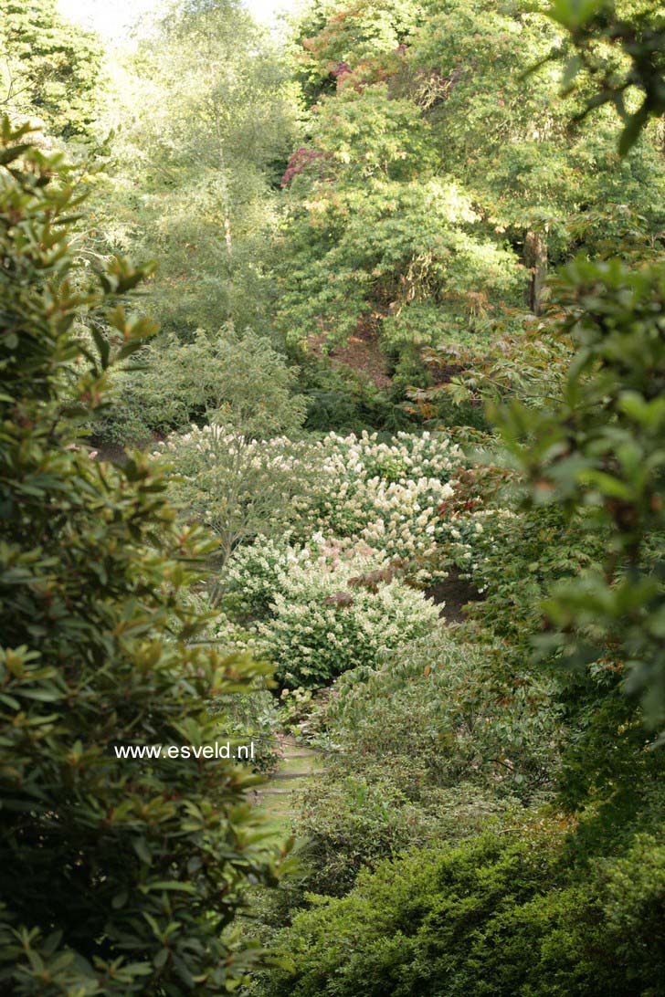 Hydrangea paniculata