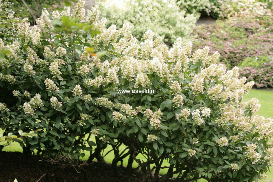 Hydrangea paniculata 'Tardiva'