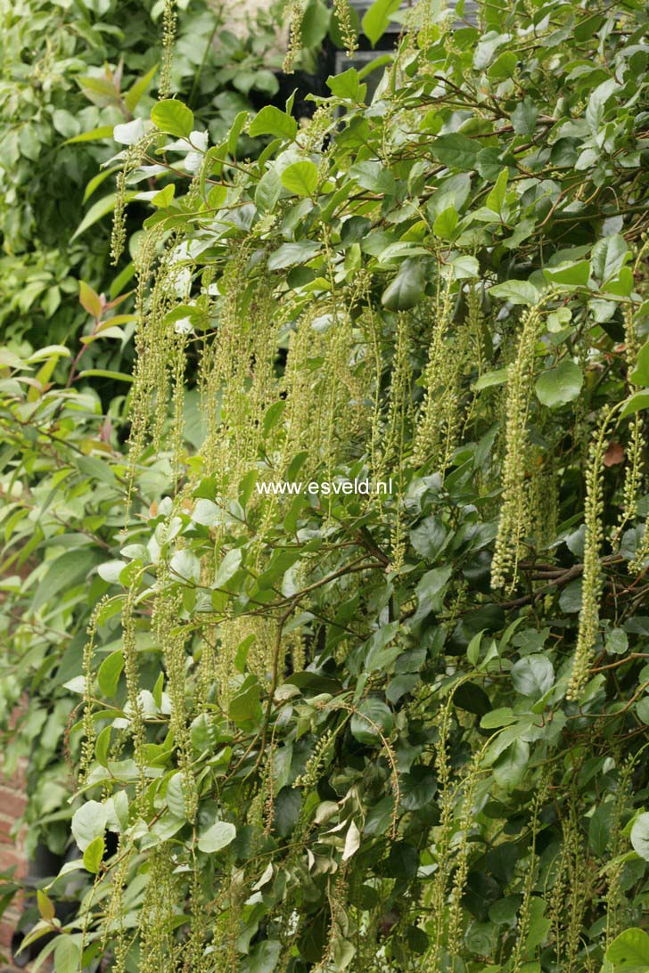 Itea ilicifolia