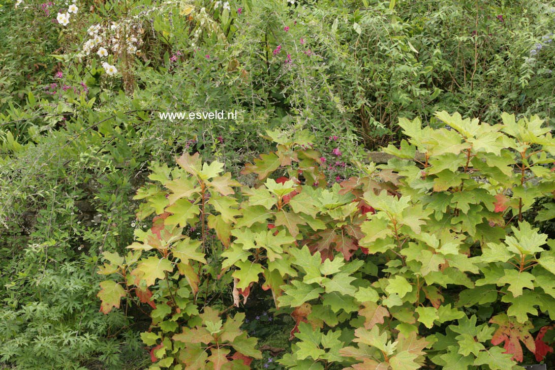 Hydrangea quercifolia 'Alice'