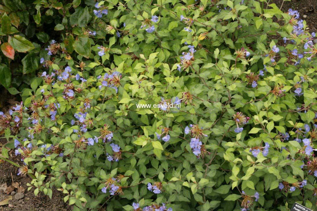 Ceratostigma willmottianum 'Forest Blue'