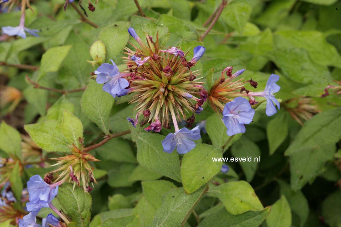 Ceratostigma willmottianum 'Forest Blue'