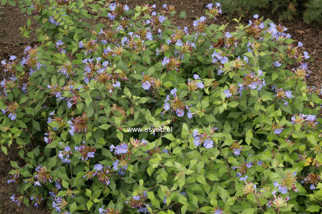 Ceratostigma willmottianum 'Forest Blue'