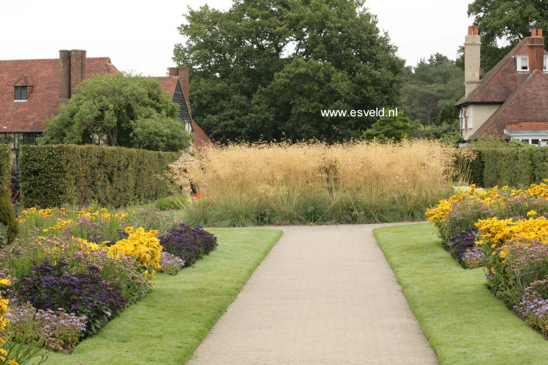 Stipa gigantea