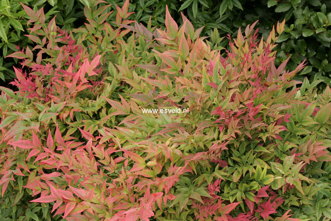 Nandina domestica 'Harbour Dwarf'